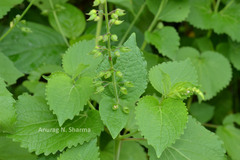 Plectranthus mollis